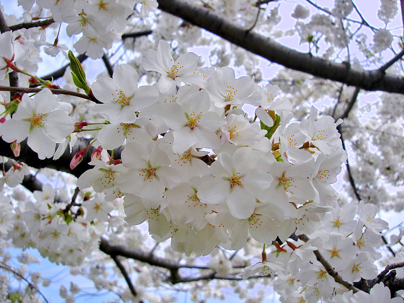 桜の気持ち