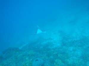 グアム雑感